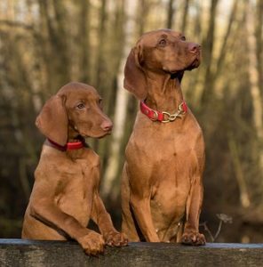 brown Puppy