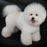 Bichon Frise