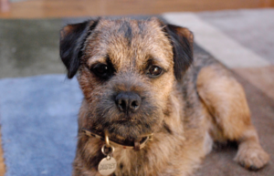 Duster the Border Terrier