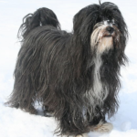 Tibetan Terrier